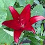 Lily 'Night Rider' Image 5