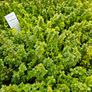 Herbs, Lavender, Strawberry Plants Image 10