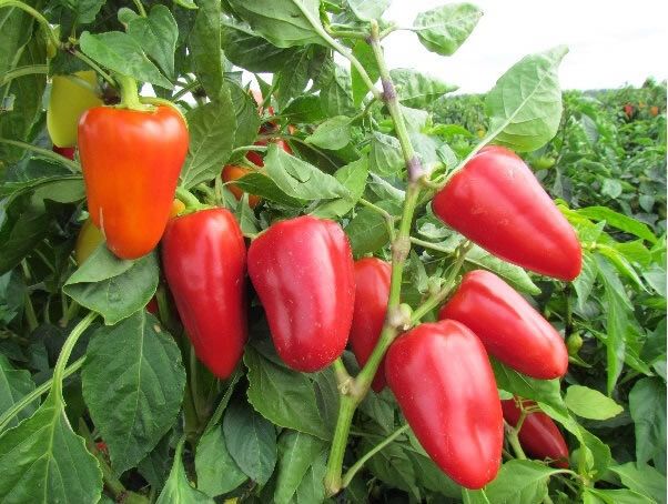 (P) Pepper Sweet Boneta seeds 0.2g (110773)