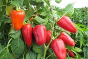 (P) Pepper Sweet Boneta seeds 0.2g (110773)