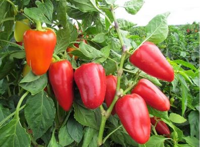 (P) Pepper Sweet Boneta seeds 0.2g (110773)
