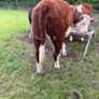 Purebred heifers Image 8
