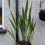 Lucifer Plants Image 2