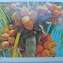 Postcard Jamaica Image 6