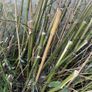 Mature Bamboo Clumps Image 3