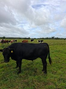 12 angus bullocks 450 -460kg
