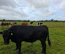 12 angus bullocks 450 -460kg