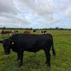 12 angus bullocks 450 -460kg