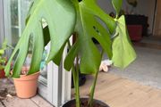 monstera plant