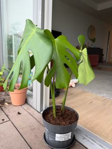 monstera plant