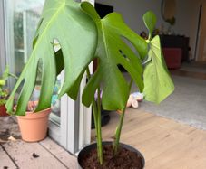 monstera plant