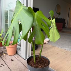 monstera plant