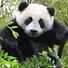 panda34