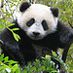 panda34