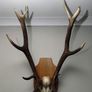 Antlers Image 3
