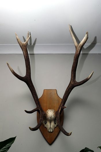 Antlers