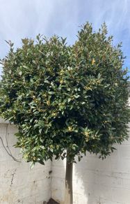 Bay Laurel - Laurus nobilis