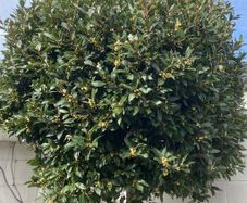 Bay Laurel - Laurus nobilis