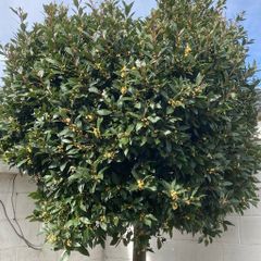 Bay Laurel - Laurus nobilis