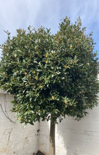 Bay Laurel - Laurus nobilis