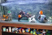 fish tank