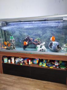 fish tank