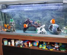 fish tank