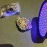 Lepidolite uv reactive Image 5
