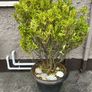 Brush in plant pot Image 2
