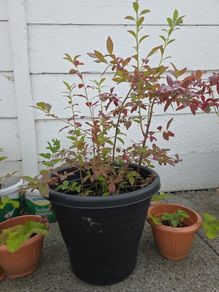 blueberry plants