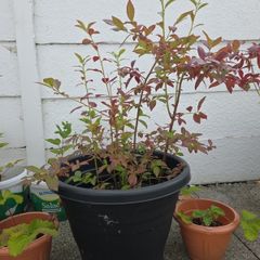 blueberry plants