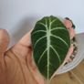Alocasia Black Velvet Image 2