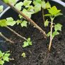 Red and black Currant plants from cuttings rooted Image 5