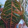 Croton Image 3