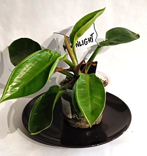 Philodendron - Moonlight