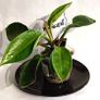 Philodendron - Moonlight, photos edit Image 2