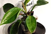 Philodendron - Moonlight