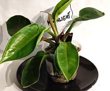 Philodendron - Moonlight