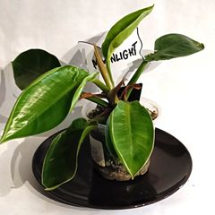 Philodendron - Moonlight