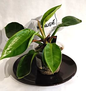 Philodendron - Moonlight