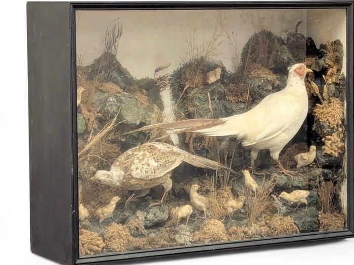 taxidermy pheasants and chicks