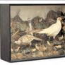 taxidermy pheasants and chicks Image 7