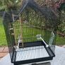 Bird Cage Image 3