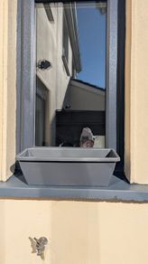 window box