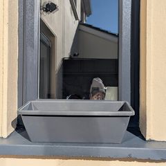 window box