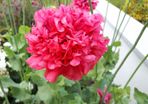 Double Pink Poppy Seeds
