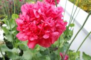 Double Pink Poppy Seeds