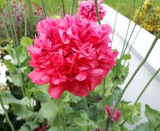 Double Pink Poppy Seeds