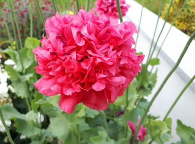 Double Pink Poppy Seeds