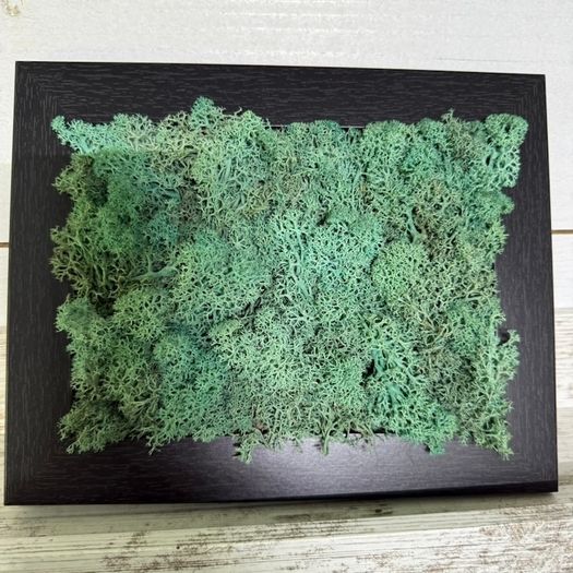Frame 02- 20x25cm natural moss